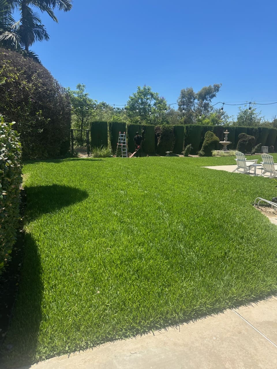 Green grass lawn bordered by landscaping